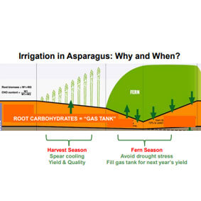 Irrigation Impacts on Asparagus Quality & Yield – 2016 Research Updated