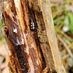 Asparagus Beetle Overwintering