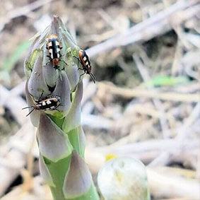 Asparagus Beetle Insecticides