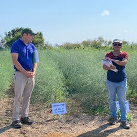 Asparagus Weed Control Now and Future